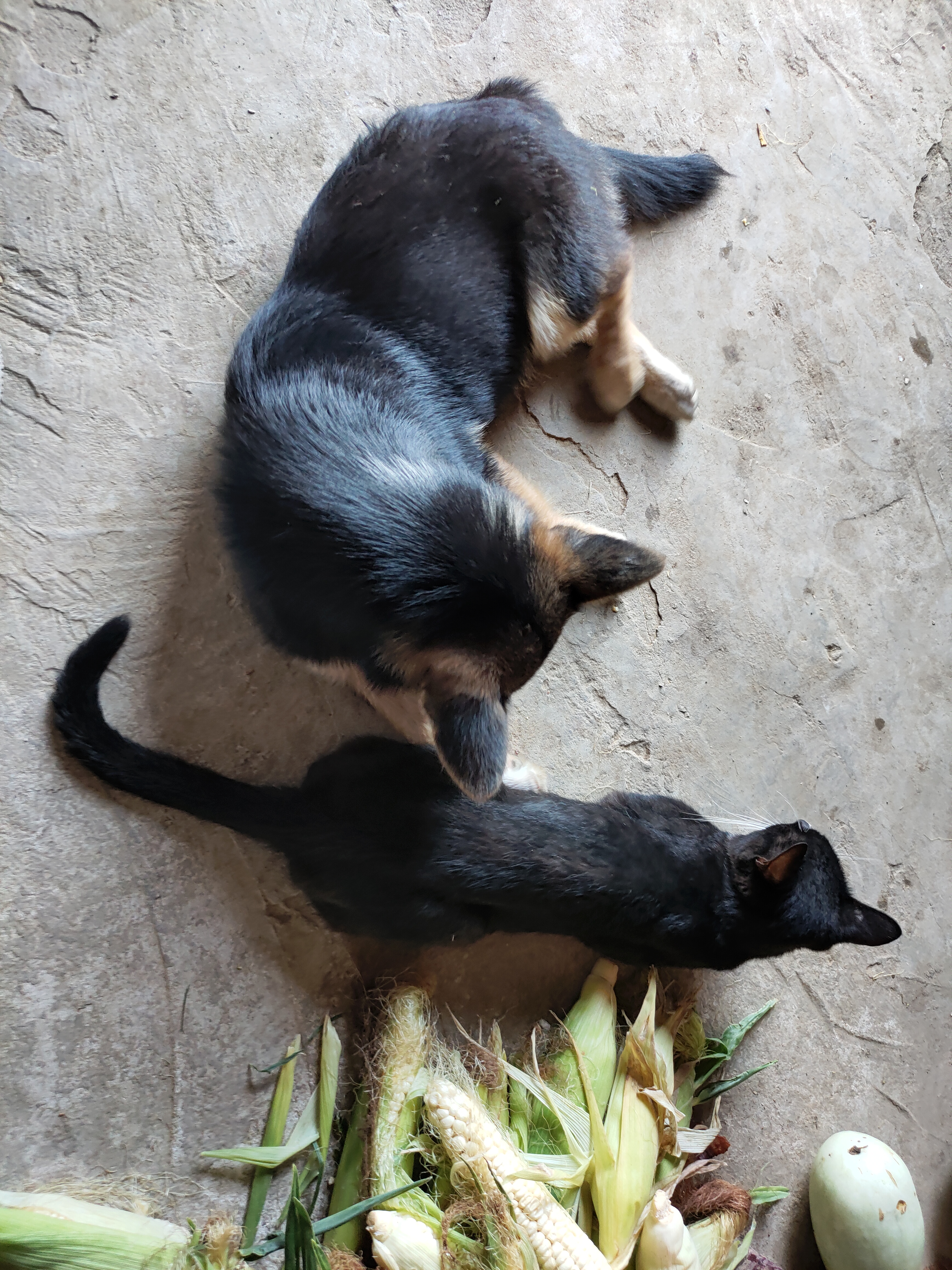 还有不怕人的小黑猫🐈‍⬛